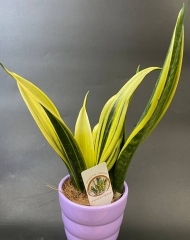 Сансевиерия в керамическом кашпо ассортименте