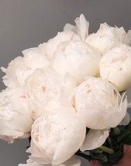 Пион Бови Крем