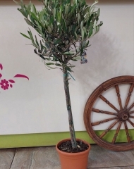 Оливковое дерево (Олива)