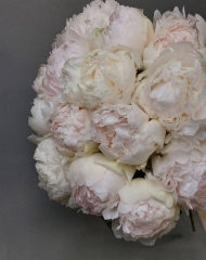 Пион Бразер Чак