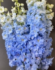 Дельфиниум Деви Боу