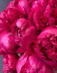 Пион Перфоманс