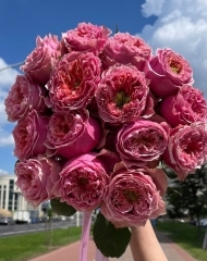 Букет из 15 роз ПИНК МОНСТР с лентой