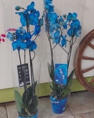 Орхидея (фаленопсис) крашенный