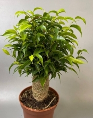 Фикус Наташа 