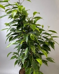 Фикус Анастасия