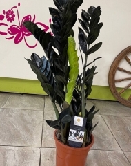 Замиокулькас Raven черный (долларовое дерево) (h80/d17)