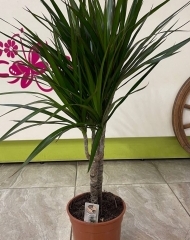 Драцена (h80/d17)