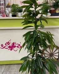 Фикус Амстел Кинг