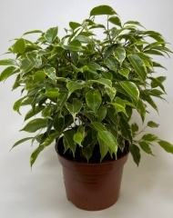 Фикус Кинки