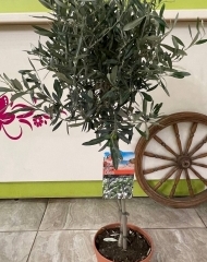 Оливковое дерево (Олива)