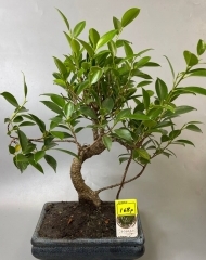 Бонсай фикус