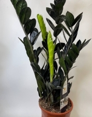 Замиокулькас (долларовое дерево)