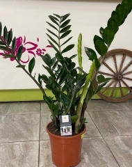 Замиокулькас (долларовое дерево) (h90/d21)