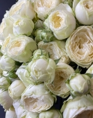 Роза Аяла пионовидная кустовая