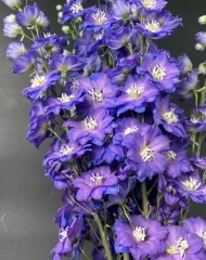 Дельфиниум 