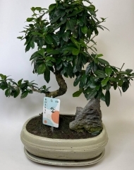 Бонсай Кармона 