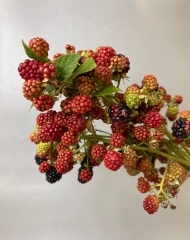 Рубус (малина, ежевика)