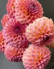 Георгины в ассортименте (большой выбор)