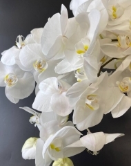 Орхидея Фаленопсис, цветок