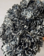 Гвоздика Блэк молли