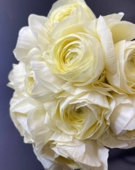 Ранункулюс (лютик) Клиника Ванилла