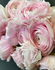 Ранункулюс (лютик) Клиника Леди