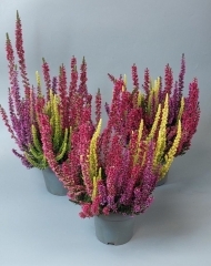  Вереск (каллуна) в ассортименте