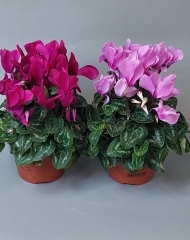 Цикламен в ассортименте 