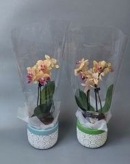 Орхидея Фаленопсис миди в керамическом кашпо