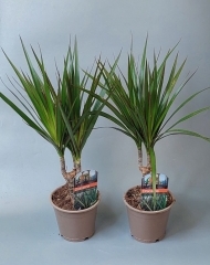 Драцена Маргината (h47/d12)