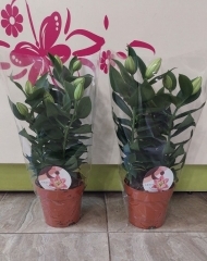 Лилия в горшке