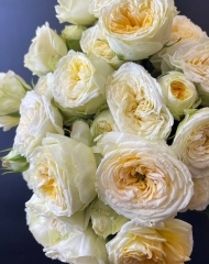 Роза Уинк Аллюр (Wink Allure) кустовая пионовидная 