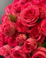 Роза Беллалинда серис (Bellalinda cerise) кустовая пионовидная 