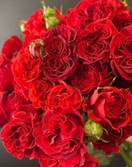 Роза кустовая Спрэй ветс ред джеуел (Spray that's red jewel)