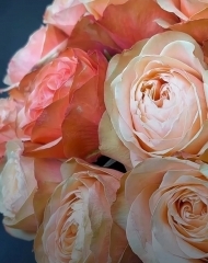 Роза Kahala (Кахала) 