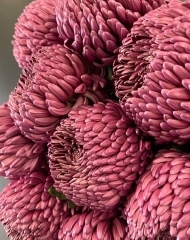 Хризантема Бигуди Ред