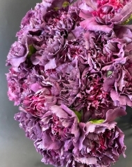 Гвоздика Гипноз