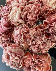 Гвоздика Брауни