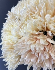 Хризантема Авиньон