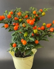 Соланум (паслен)