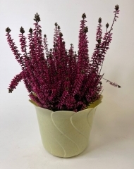  Вереск (каллуна) в ассортименте