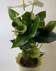 Антуриум в ассортименте разные сорта (52/d11)
