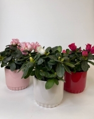 Азалия в ассортименте (d9см)