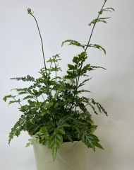 Птерис (папоротник)