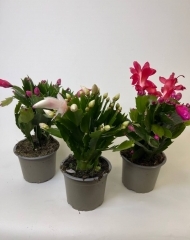  Декабрист (Шлюмбергера) в ассортименте