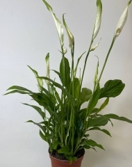 Спатифиллум (35/d9)