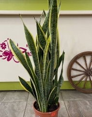 Сансевиерия (104/d21)