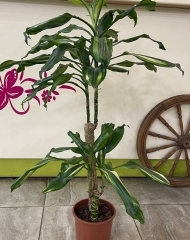 Драцена Синто (100/d17)