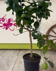 Лимонное дерево с плодами (90/d20)